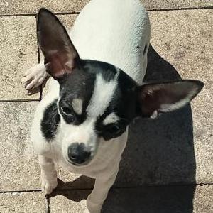 Lost Dog Moo moo 5kReward