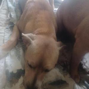 Image of Cinnamon, Lost Dog