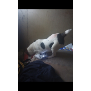 Image of Rudy, Lost Dog