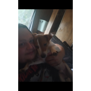 2nd Image of Rudy, Lost Dog