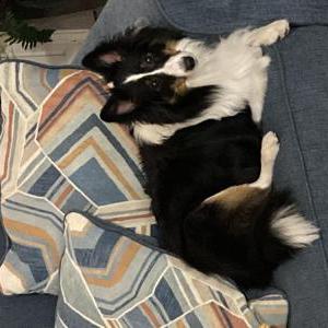 Image of Daisy, Lost Dog