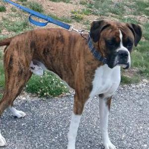 Image of Enzo, Lost Dog