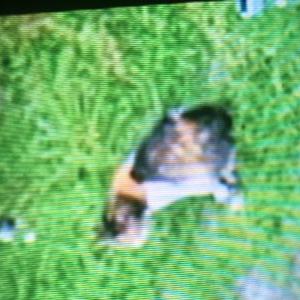 Lost Dog Princess / Kali/Momy