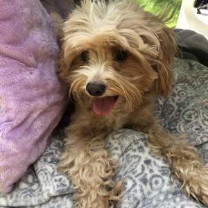 Image of Larry, Lost Dog