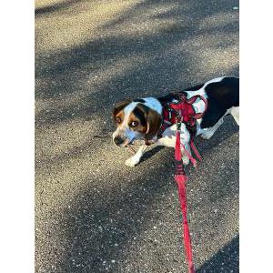 Image of Elsie, Lost Dog