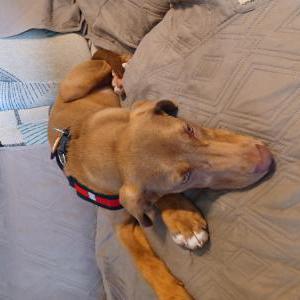 Image of Unknown, Found Dog