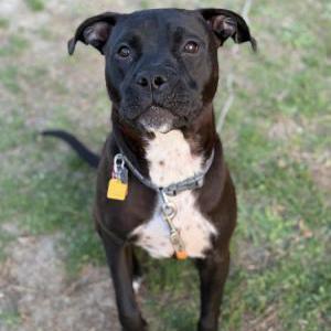 Image of Bubbles, Lost Dog