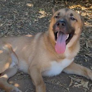 Image of Buddy, Lost Dog