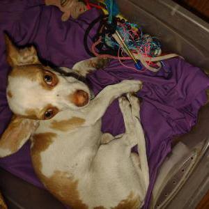 Image of Unknown, Found Dog