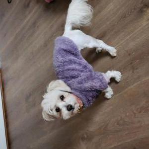 Image of Chai, Lost Dog