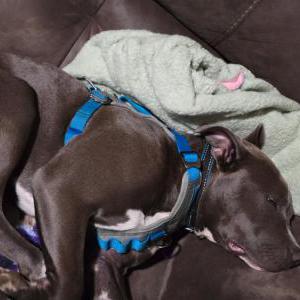 Image of Lolly, Lost Dog