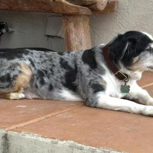 Image of Jonas, Lost Dog