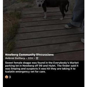 Image of Buttercup, Lost Dog