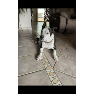 Image of Buttercup, Lost Dog