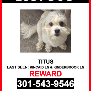 Image of Titus, Lost Dog