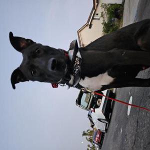 Image of Unknown, Lost Dog