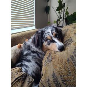 Image of Makwa, Lost Dog