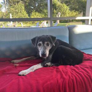 Image of Unknown, Found Dog