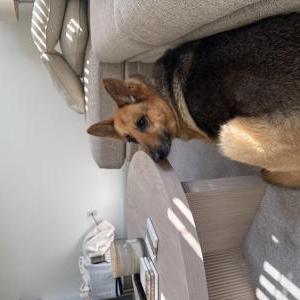 Image of River, Lost Dog