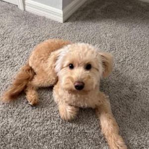 Image of Rudy, Lost Dog