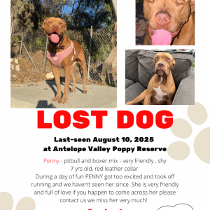Image of penny, Lost Dog