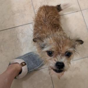 Image of Unkown, Found Dog