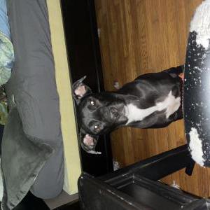 Image of Wednesday, Lost Dog