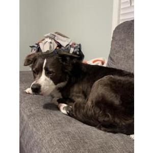 Found Dog Unknown