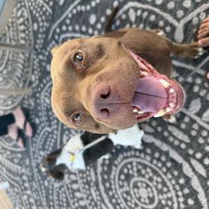 Image of Unknown, Found Dog