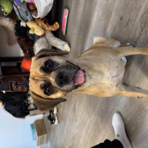 Found Dog Unknown