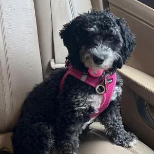 Image of Angel, Lost Dog