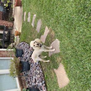 Lost Dog Cayenne