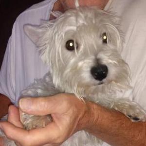 Image of Isabella, Lost Dog