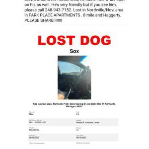 Image of Sox, Lost Dog