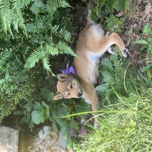 Image of Chica, Lost Dog