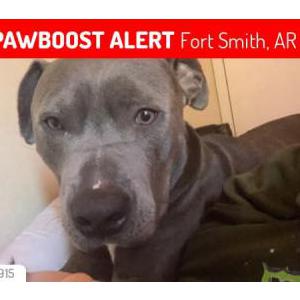 Image of Honcho, Lost Dog