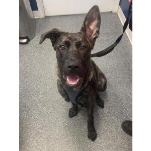 Image of Ares, Lost Dog