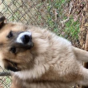 Image of Scout, Lost Dog