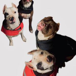 Lost Dog Mascara lagrima