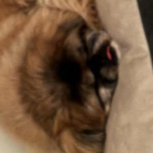 Image of Pablo, Lost Dog