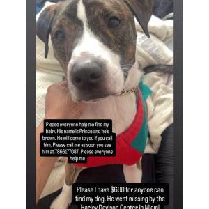 Lost Dog Prince