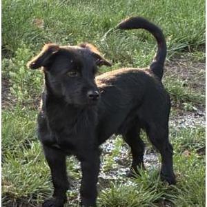 Image of Charlie, Lost Dog