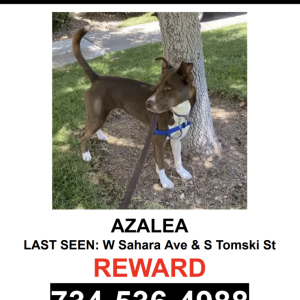 Image of AZALEA, Lost Dog