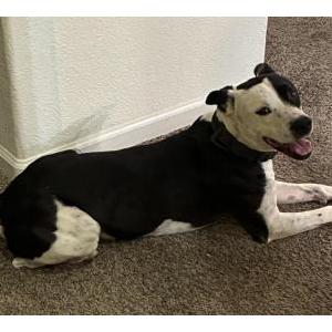 Image of Unknown, Found Dog