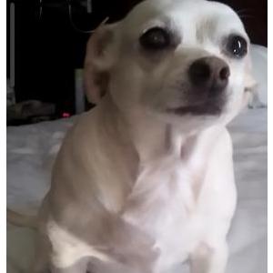 Image of Lola, Lost Dog