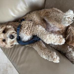 Image of Lox, Lost Dog