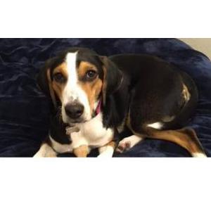 Image of Lucy, Lost Dog