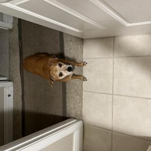 Image of Coco, Lost Dog