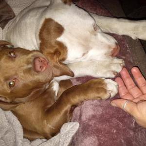 Lost Dog Coco