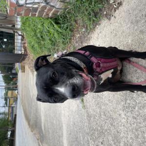 Lost Dog Little Gurl